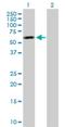 Tensin 4 antibody, H00084951-D01P, Novus Biologicals, Western Blot image 