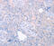 Tripartite Motif Containing 32 antibody, MBS2521008, MyBioSource, Immunohistochemistry frozen image 