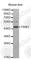 Tribbles Pseudokinase 3 antibody, A2346, ABclonal Technology, Western Blot image 