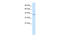 Nucleobindin 2 antibody, 28-510, ProSci, Western Blot image 