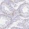 Testis Expressed 19 antibody, NBP2-30835, Novus Biologicals, Immunohistochemistry paraffin image 