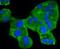 Mitogen-Activated Protein Kinase Kinase 1 antibody, A00292S298-1, Boster Biological Technology, Immunocytochemistry image 
