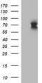 Interleukin 6 Receptor antibody, LS-C338225, Lifespan Biosciences, Western Blot image 