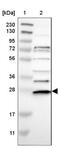 Cell Division Cycle 34 antibody, NBP1-84946, Novus Biologicals, Western Blot image 