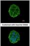 Purinergic Receptor P2X 3 antibody, PA5-30894, Invitrogen Antibodies, Immunofluorescence image 