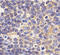 Toll Like Receptor 1 antibody, ADI-905-725-100, Enzo Life Sciences, Immunohistochemistry paraffin image 