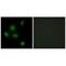 Paired amphipathic helix protein Sin3b antibody, A06424, Boster Biological Technology, Immunohistochemistry frozen image 