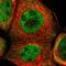 Tribbles Pseudokinase 2 antibody, HPA001305, Atlas Antibodies, Immunofluorescence image 