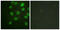 Protein Kinase, DNA-Activated, Catalytic Subunit antibody, LS-C117884, Lifespan Biosciences, Immunofluorescence image 