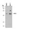 Sprouty RTK Signaling Antagonist 3 antibody, AF5735, R&D Systems, Western Blot image 