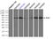 Polo Like Kinase 1 antibody, LS-C114495, Lifespan Biosciences, Immunoprecipitation image 