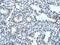 Squalene Epoxidase antibody, GTX47082, GeneTex, Immunohistochemistry paraffin image 