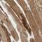 Junctophilin 1 antibody, NBP1-83076, Novus Biologicals, Immunohistochemistry frozen image 