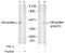 NFKB Inhibitor Epsilon antibody, AP02784PU-S, Origene, Western Blot image 