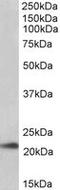 Transmembrane Protein 205 antibody, LS-B10460, Lifespan Biosciences, Western Blot image 