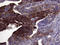 Argininosuccinate Synthase 1 antibody, LS-C794766, Lifespan Biosciences, Immunohistochemistry paraffin image 