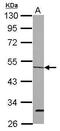 Origin recognition complex subunit 4 antibody, PA5-30109, Invitrogen Antibodies, Western Blot image 