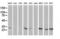 SCP1 antibody, M07398-1, Boster Biological Technology, Western Blot image 
