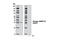 Protein Phosphatase 1 Regulatory Inhibitor Subunit 1B antibody, 3401S, Cell Signaling Technology, Western Blot image 