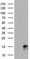 Synaptojanin 2 Binding Protein antibody, LS-C173606, Lifespan Biosciences, Western Blot image 