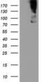 Zinc Finger BED-Type Containing 1 antibody, MA5-26036, Invitrogen Antibodies, Western Blot image 