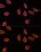 Importin 8 antibody, GTX66280, GeneTex, Immunofluorescence image 