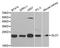 Glyoxalase I antibody, TA332465, Origene, Western Blot image 