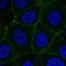 MARVEL Domain Containing 2 antibody, HPA061726, Atlas Antibodies, Immunofluorescence image 