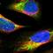 WASP Family Member 1 antibody, NBP1-83018, Novus Biologicals, Immunofluorescence image 