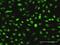 S-Phase Kinase Associated Protein 1 antibody, H00006500-M03, Novus Biologicals, Immunocytochemistry image 