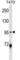 Ankyrin Repeat And Sterile Alpha Motif Domain Containing 6 antibody, abx027717, Abbexa, Western Blot image 