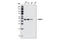 GATA Binding Protein 1 antibody, 3535P, Cell Signaling Technology, Western Blot image 