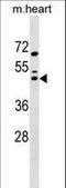 MAF BZIP Transcription Factor antibody, LS-C158231, Lifespan Biosciences, Western Blot image 