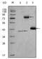 Histone deacetylase 3 antibody, AM06268SU-N, Origene, Western Blot image 