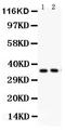 Fiz antibody, PB9372, Boster Biological Technology, Western Blot image 