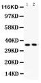 Secreted frizzled-related protein 3 antibody, PB9372, Boster Biological Technology, Western Blot image 