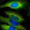 Heat Shock Factor Binding Protein 1 antibody, M09275-1, Boster Biological Technology, Immunofluorescence image 