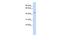 Integrator Complex Subunit 12 antibody, GTX49106, GeneTex, Western Blot image 