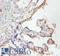 Mitochondrial Ribosomal Protein L19 antibody, LS-C317420, Lifespan Biosciences, Immunohistochemistry frozen image 