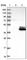 RNA Pseudouridine Synthase D4 antibody, HPA039689, Atlas Antibodies, Western Blot image 