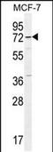 Otopetrin 3 antibody, PA5-48307, Invitrogen Antibodies, Western Blot image 