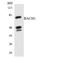 BTB Domain And CNC Homolog 1 antibody, LS-C200172, Lifespan Biosciences, Western Blot image 