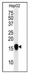 Small Ubiquitin Like Modifier 4 antibody, AP11270PU-N, Origene, Western Blot image 