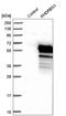 KH domain-containing, RNA-binding, signal transduction-associated protein 3 antibody, HPA000981, Atlas Antibodies, Western Blot image 
