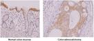 Interferon Regulatory Factor 5 antibody, NBP1-04307, Novus Biologicals, Immunohistochemistry frozen image 