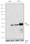 Interferon Regulatory Factor 9 antibody, 702322, Invitrogen Antibodies, Western Blot image 