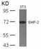 Protein Tyrosine Phosphatase Non-Receptor Type 11 antibody, 79-414, ProSci, Western Blot image 
