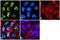 Insulin Receptor Substrate 1 antibody, PA1-1054, Invitrogen Antibodies, Immunofluorescence image 