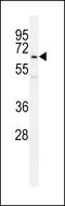 Ubiquitin Family Domain Containing 1 antibody, LS-C160391, Lifespan Biosciences, Western Blot image 