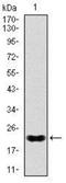 NK2 Homeobox 2 antibody, NBP2-37486, Novus Biologicals, Western Blot image 